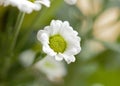 A little white petal daisy make a beautiful picture Royalty Free Stock Photo
