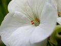 White petal flower with green leaves