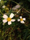 White petal flowers in Asian garden Rainforest Flower background