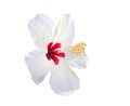 White petal flowers blooming with long yellow pollen isolated on white background and clipping path , nature tropical ornamental Royalty Free Stock Photo