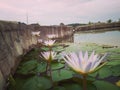 White petal lotus flower Royalty Free Stock Photo