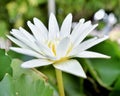 A white-petal lotus Royalty Free Stock Photo