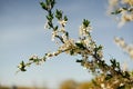 White petaled flowers on a branch.