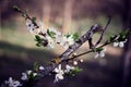 White petaled flowers on broken branch. Cherry blossom. Springtime.