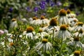 Echinacea cone flowers in the garden at Chateau Palace Villandry in the Loire Valley, France. Royalty Free Stock Photo