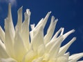 White petals Royalty Free Stock Photo