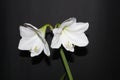 White petals on black