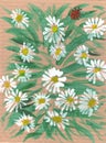 Chamomile, grass and Coccinellidae top view gouache paint on cardboard Royalty Free Stock Photo