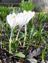 White pure crocus in my garden Royalty Free Stock Photo