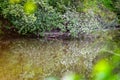 The white petals of forest plants float in the water. Royalty Free Stock Photo