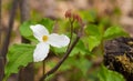 White petals of the large flowered White Trillium Trillium grandiflorum. Royalty Free Stock Photo