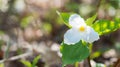 White petals of the large flowered White Trillium Trillium grandiflorum. Royalty Free Stock Photo