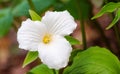 White petals of the large flowered White Trillium Trillium grandiflorum. Royalty Free Stock Photo