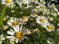 White petals Marguerite chamomile flowers in full blow in spring for bumblebees in summer as beautiful daisy flower pollination Royalty Free Stock Photo