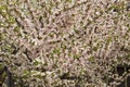 White petals of a nanking cherry blossoms in spring. Royalty Free Stock Photo