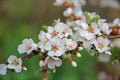 White petals of a nanking cherry blossoms in spring. Prunus tomentosa Royalty Free Stock Photo