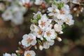 White petals of a nanking cherry blossoms in spring. Prunus tomentosa Royalty Free Stock Photo