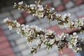 White petals of a nanking cherry blossoms in spring. Prunus tomentosa Royalty Free Stock Photo