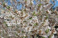 White petals of a nanking cherry blossoms in spring. Prunus tomentosa Royalty Free Stock Photo