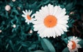 White petals, orange flower, dark tone background