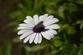 White Osteospermum flower. Purple center. Butterfly in the middle Royalty Free Stock Photo