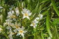 White Oleander in a mediterranean garden