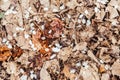 White petals of spring blossom trees on the last year withered autumn leaves background