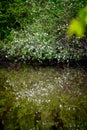 The white petals of forest plants float in the water. Royalty Free Stock Photo