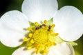 White petals of strawberry flower with ants on a sunny day Royalty Free Stock Photo