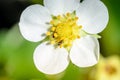 White petals of strawberry flower with ants on a sunny day Royalty Free Stock Photo