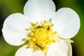 White petals of strawberry flower with ants on a sunny day Royalty Free Stock Photo