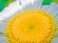 White petals surround a detailed, textured yellow core of a daisy flower against a dark backdrop Royalty Free Stock Photo