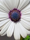 white petals, white daisy, flower with purple center