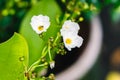 White petals and yellow pollen blooming water lilly in pots Royalty Free Stock Photo