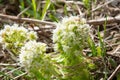 White Petasites flowers in a meadow, close-up