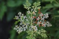 White Petite Wild Flowers