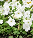 White petunia