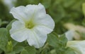 White Petunia Axillaris Flower