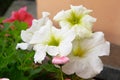 White petunia blooms in spring in botanical garden. Colorful blooming Petunia flowers, spring time Royalty Free Stock Photo