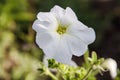 A blossoming flower of a beautiful white petunia in a summer park.