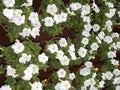 Many white color Petunia flowers in flower pots Royalty Free Stock Photo