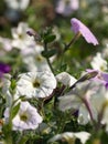 White petunia flower on a background of blurred flowers selective focus in the center. Delicate floral background in pastel colors Royalty Free Stock Photo