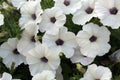 White petunia flower close up