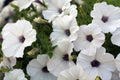 White petunia flower close up soft petals