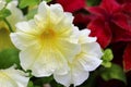 White petunia flower in the flowering period on the flowerbed closeup