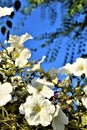 White Petunia flowers against a blue sky and green tree branches on a Sunny day