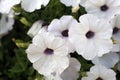White petunia flower close up of three.