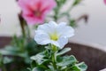 White petunia in a pot Royalty Free Stock Photo