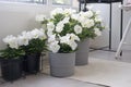 White petunia in a pots