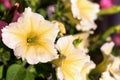 White Petunia Surfinia Vein